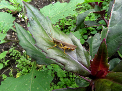 Xenocatantops brachycerus