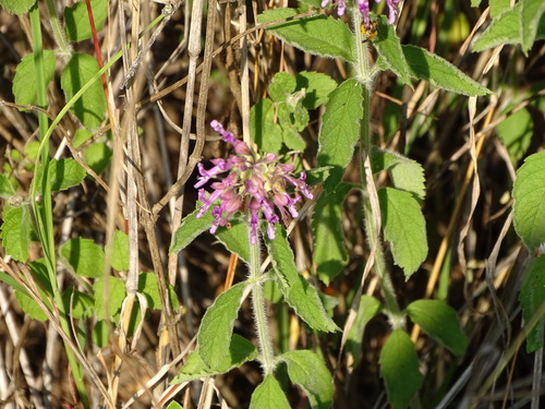 Image of Ocimum serratum by (c) Shaun Swanepoel, some rights reserved (CC BY)