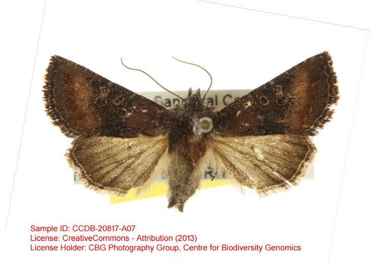 Homoanarta carneola