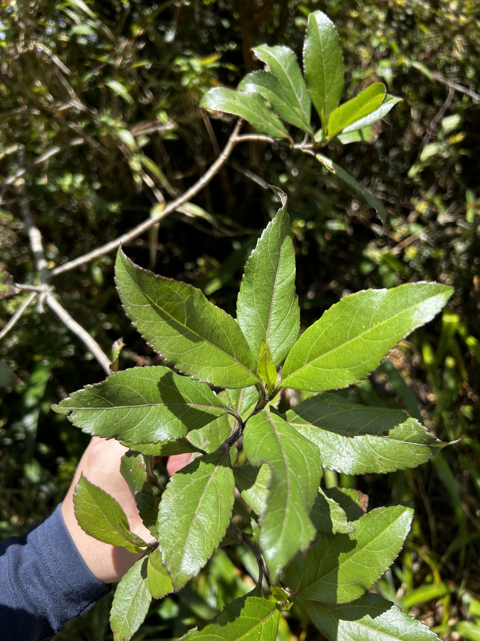 Raulinoreitzia crenulata image