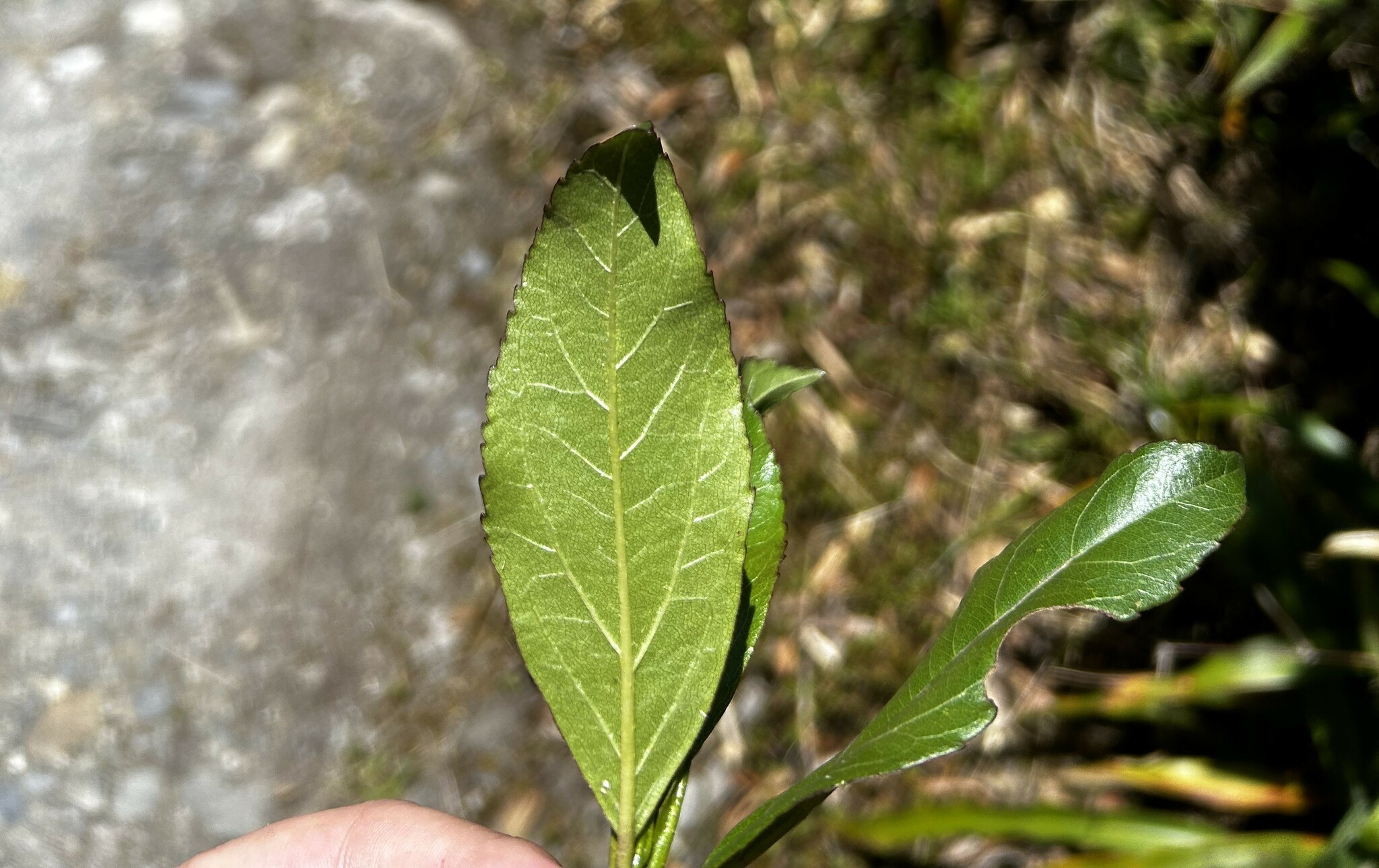 Raulinoreitzia crenulata image
