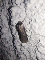 Agrotis malefida