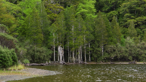 Dacrycarpus dacrydioides