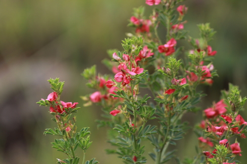 Image of Indigofera rubroglandulosa by (c) Mahomed Desai, some rights reserved (CC BY)