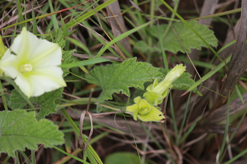 Image of Convolvulus natalensis by (c) Mahomed Desai, some rights reserved (CC BY)