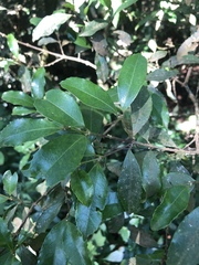 Cassipourea malosana