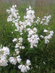 Penstemon cobaea