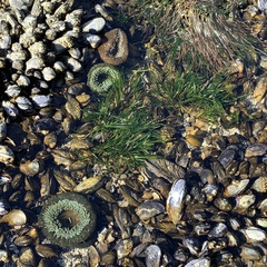 Phyllospadix scouleri