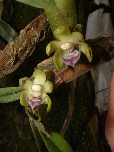 Dichaea globosa