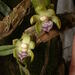 Dichaea globosa - Photo (c) Eric van den Berghe, some rights reserved (CC BY-NC), uploaded by Eric van den Berghe