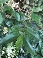 Cassipourea malosana