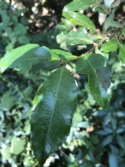 Cassipourea malosana