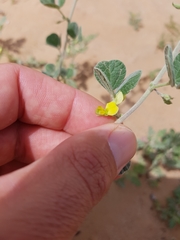 Rhynchosia schimperi