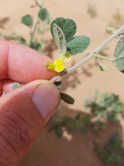 Rhynchosia schimperi