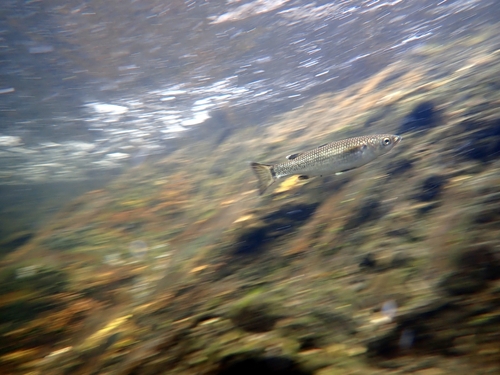 Sharpnose mountain mullet (Cestraeus oxyrhyncus) — Mugilidae — 3