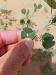 Rhynchosia schimperi