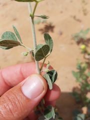 Rhynchosia schimperi