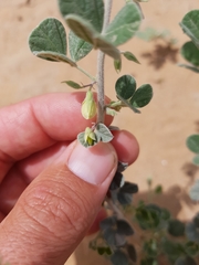 Rhynchosia schimperi