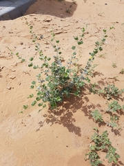 Rhynchosia schimperi