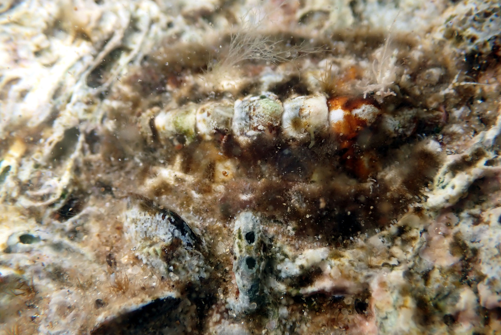 Giant chiton from Marion Central, South Australia, Australia on