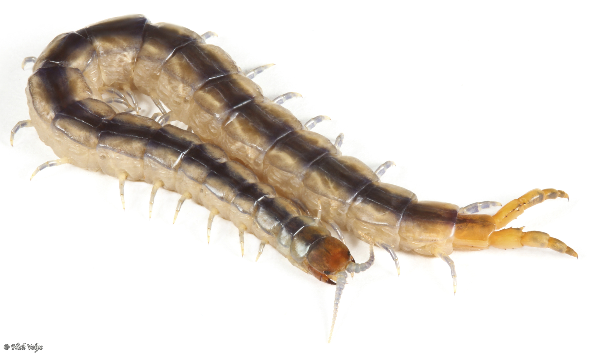 Arthrorhabdus mjobergi Kraepelin, 1916