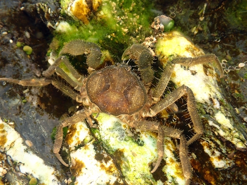 Odiomaris pilosus