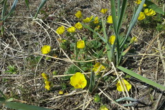 Potentilla fragiformis