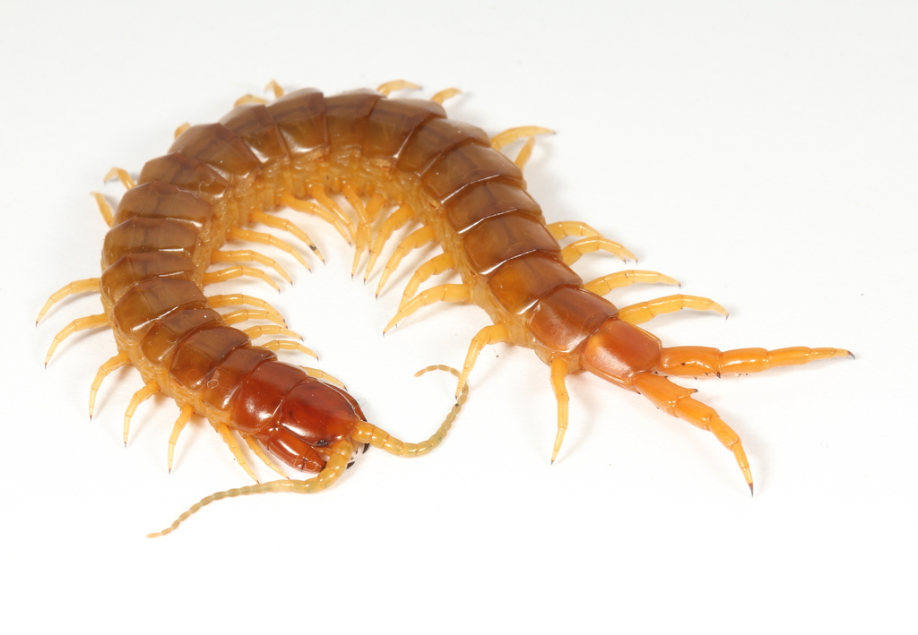 Common Centipedes from Nurcoung VIC 3401, Australia on November 16 ...