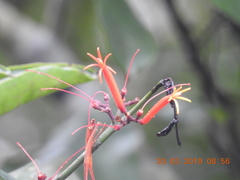 Psittacanthus peronopetalus