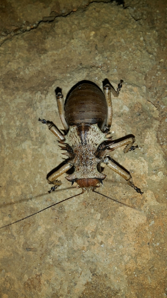 Enyaliopsis matabelensis