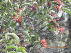 Psittacanthus peronopetalus