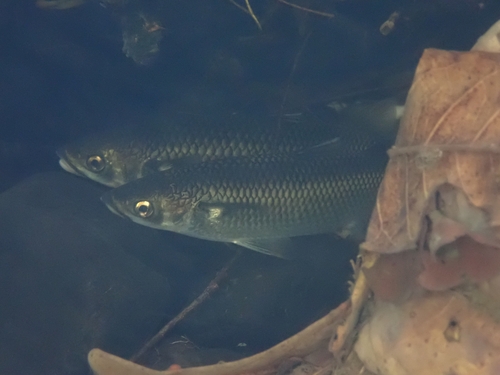 Sharpnose mountain mullet (Cestraeus oxyrhyncus) — Mugilidae — 4