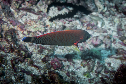 Chiseltooth wrasse (Pseudodax moluccanus) — Labridae — 2