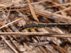 Phanogomphus hodgesi