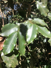Syzygium gerrardii