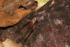 Eneoptera surinamensis