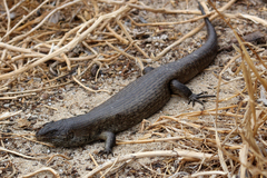 King's Skink photo 2