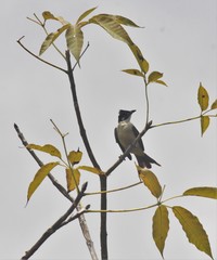 Pycnonotus sinensis hainanus