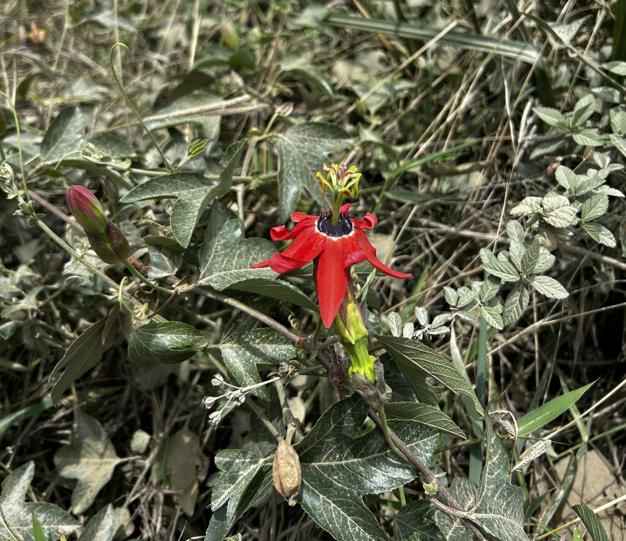 Passiflora manicata image