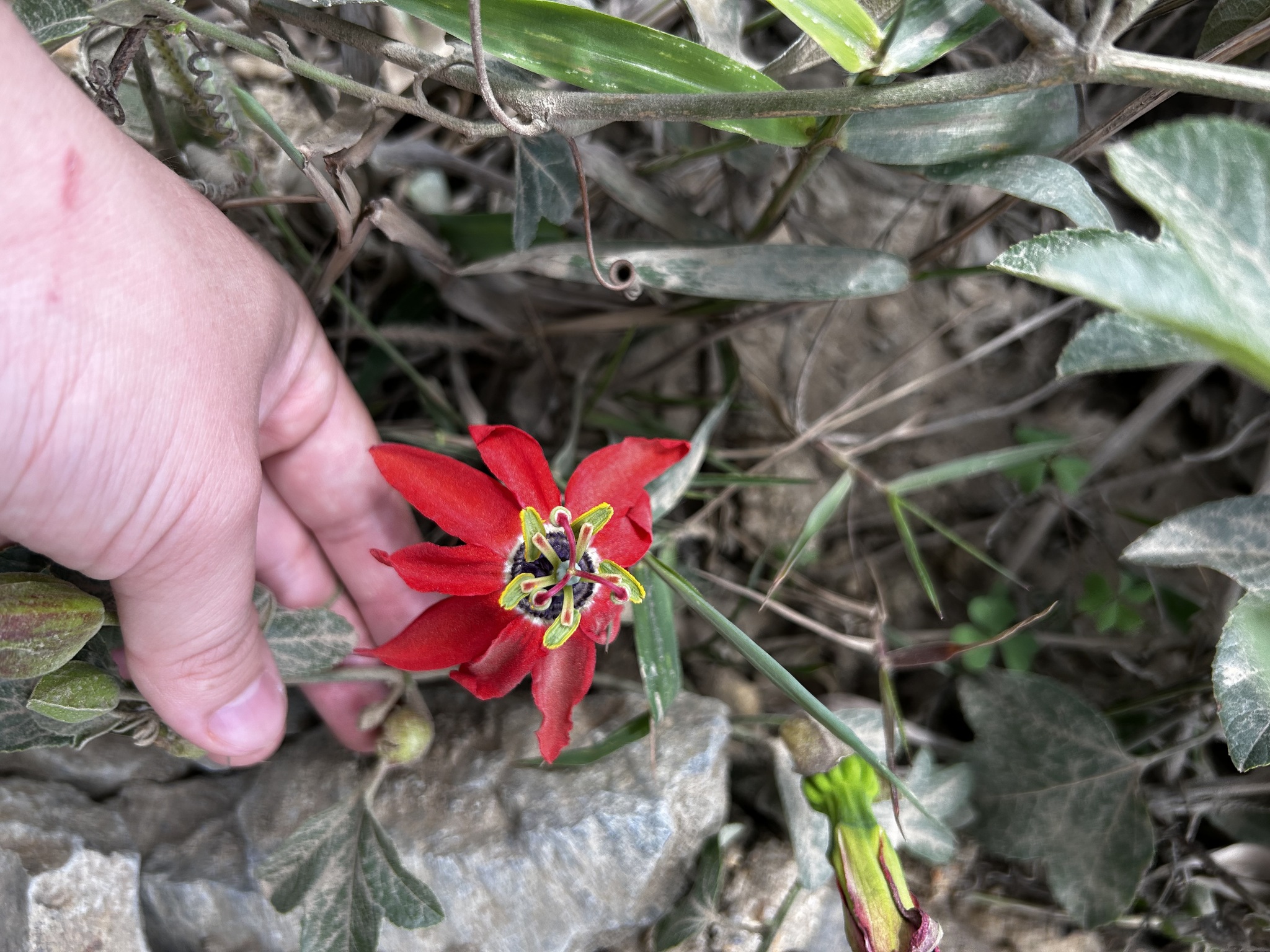 Passiflora manicata image