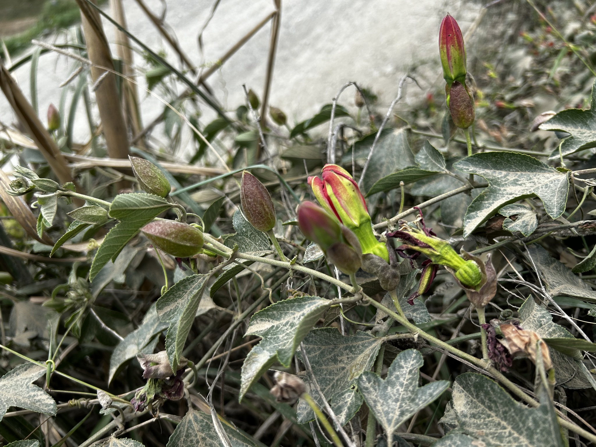 Passiflora manicata image
