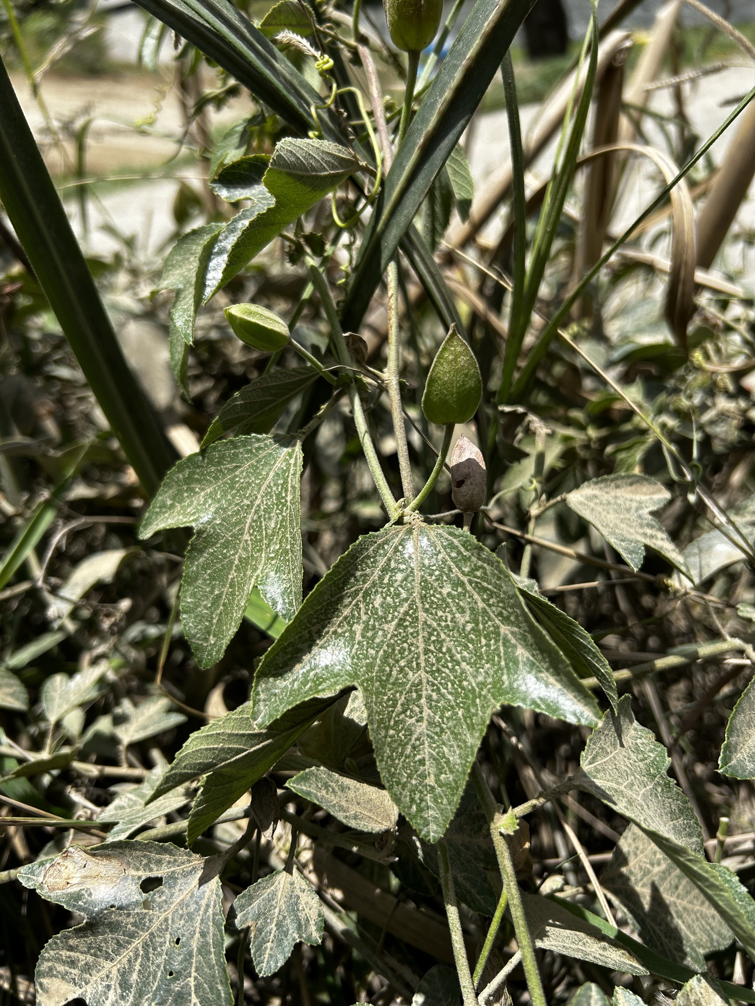 Passiflora manicata image