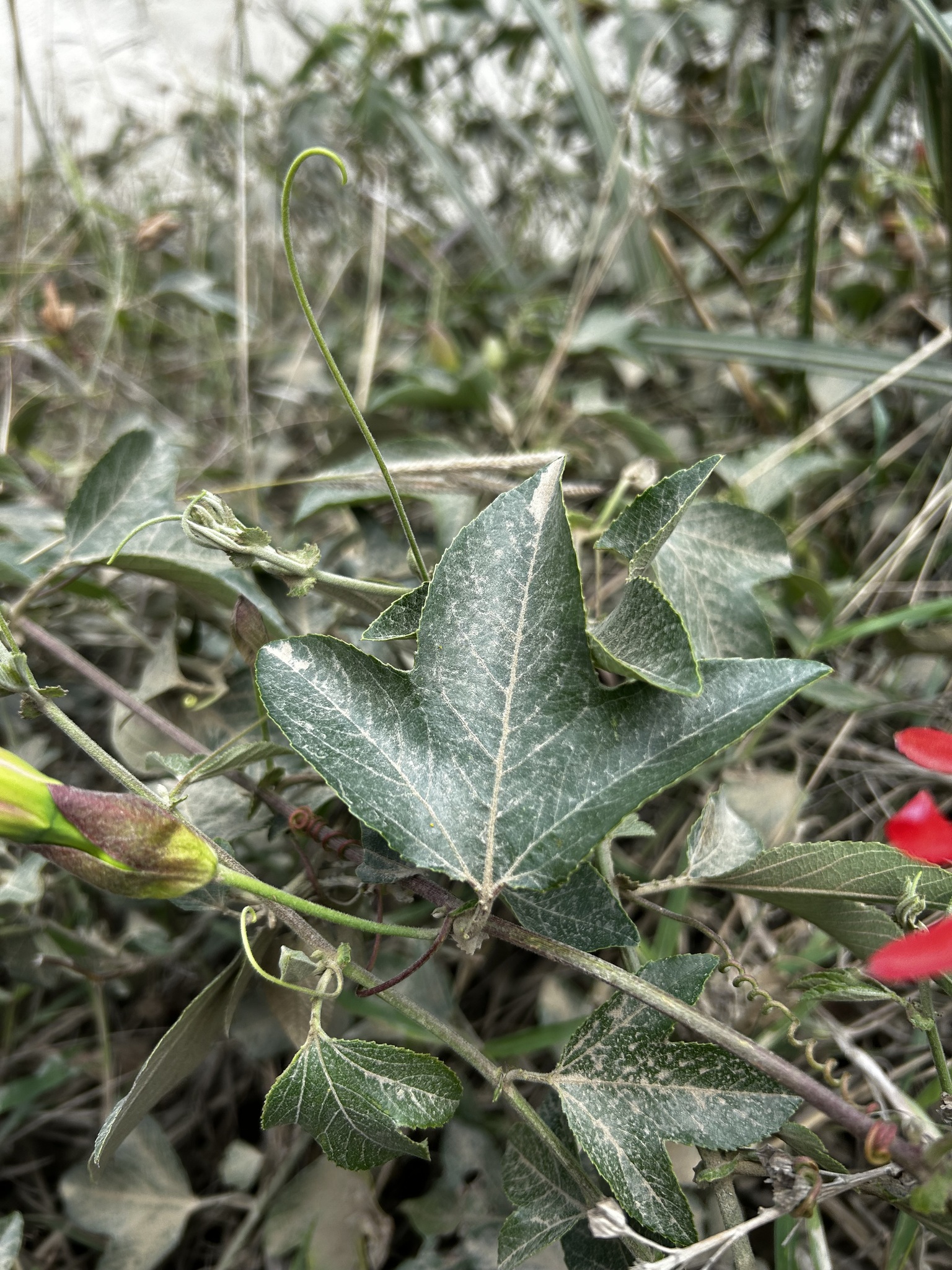 Passiflora manicata image