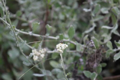 Image of Helichrysum panduratum by (c) Mahomed Desai, some rights reserved (CC BY)