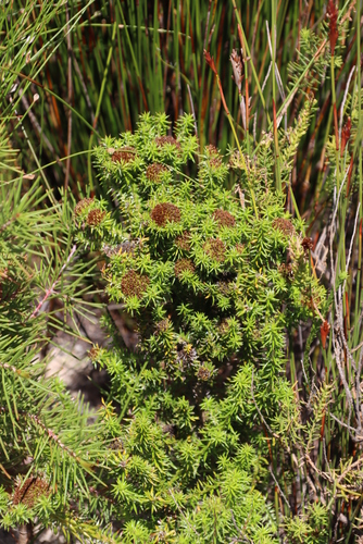 Image of Stoebe aethiopica by (c) Tony Rebelo, some rights reserved (CC BY-SA)