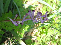 Corydalis sheareri