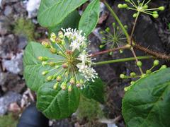 Eleutherococcus senticosus