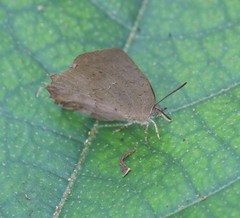 Surendra quercetorum