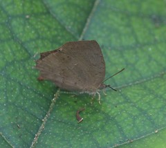 Surendra quercetorum