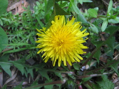 Taraxacum mongolicum